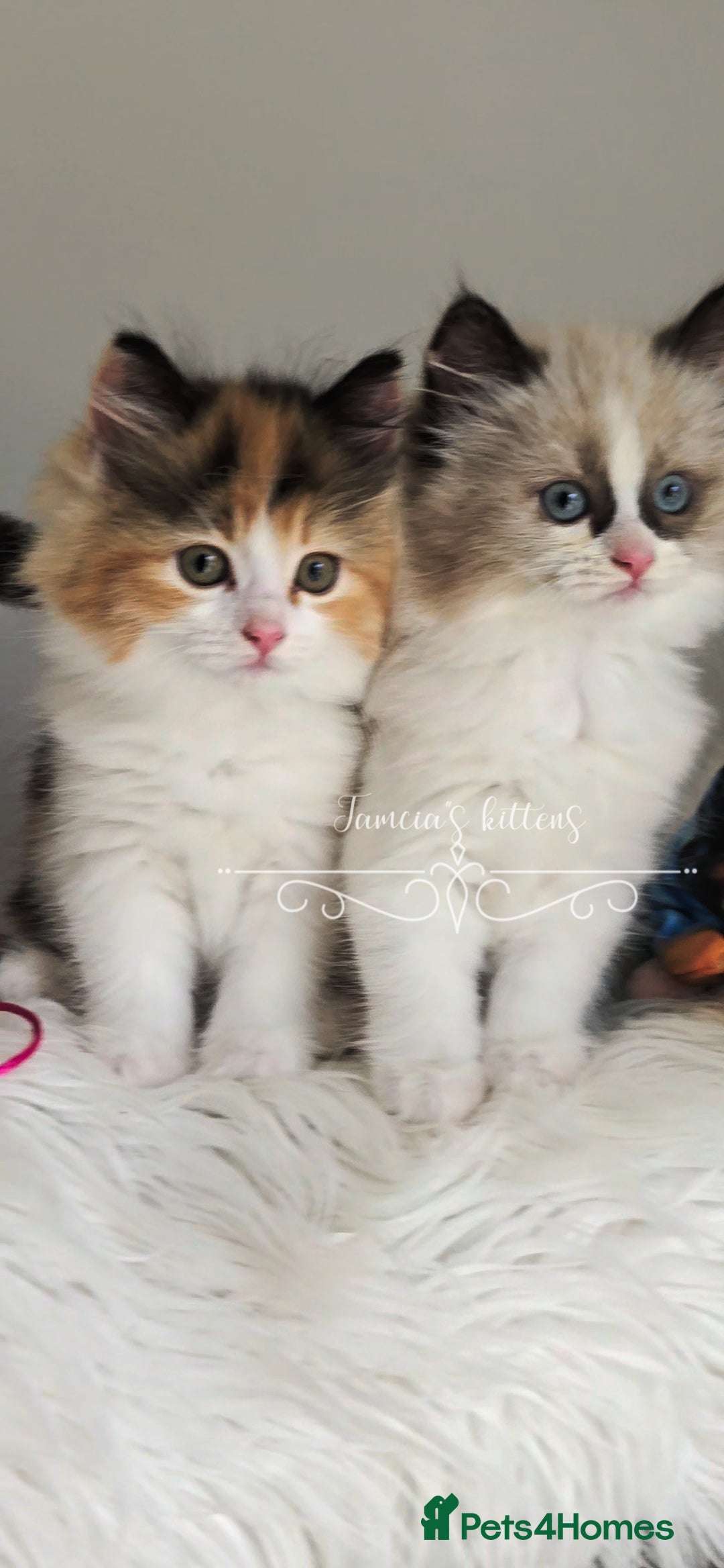 Ragdoll cats for sale: BEAUTIFUL CROSS RAGDOLL/PERSIAN 😻😻😻😻 - Image 21