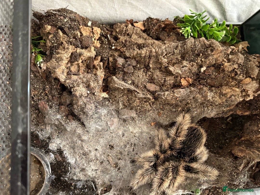 Tarantulas invertebrates for sale: Adult female curly hair and enclosure. - Image 6