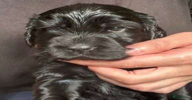 Cocker Spaniel dogs - Advert 12