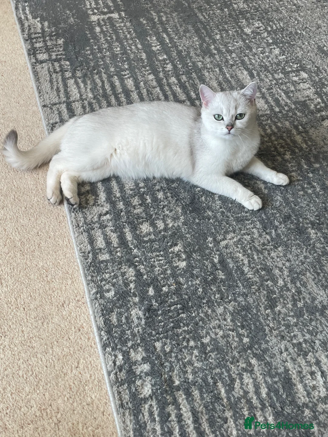 British Shorthair cats for sale: 13 mth old Beautiful Black Silver Tipped girl  - Advert 2