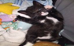 Mixed Breed cats for sale: Black & White female  - Image 3
