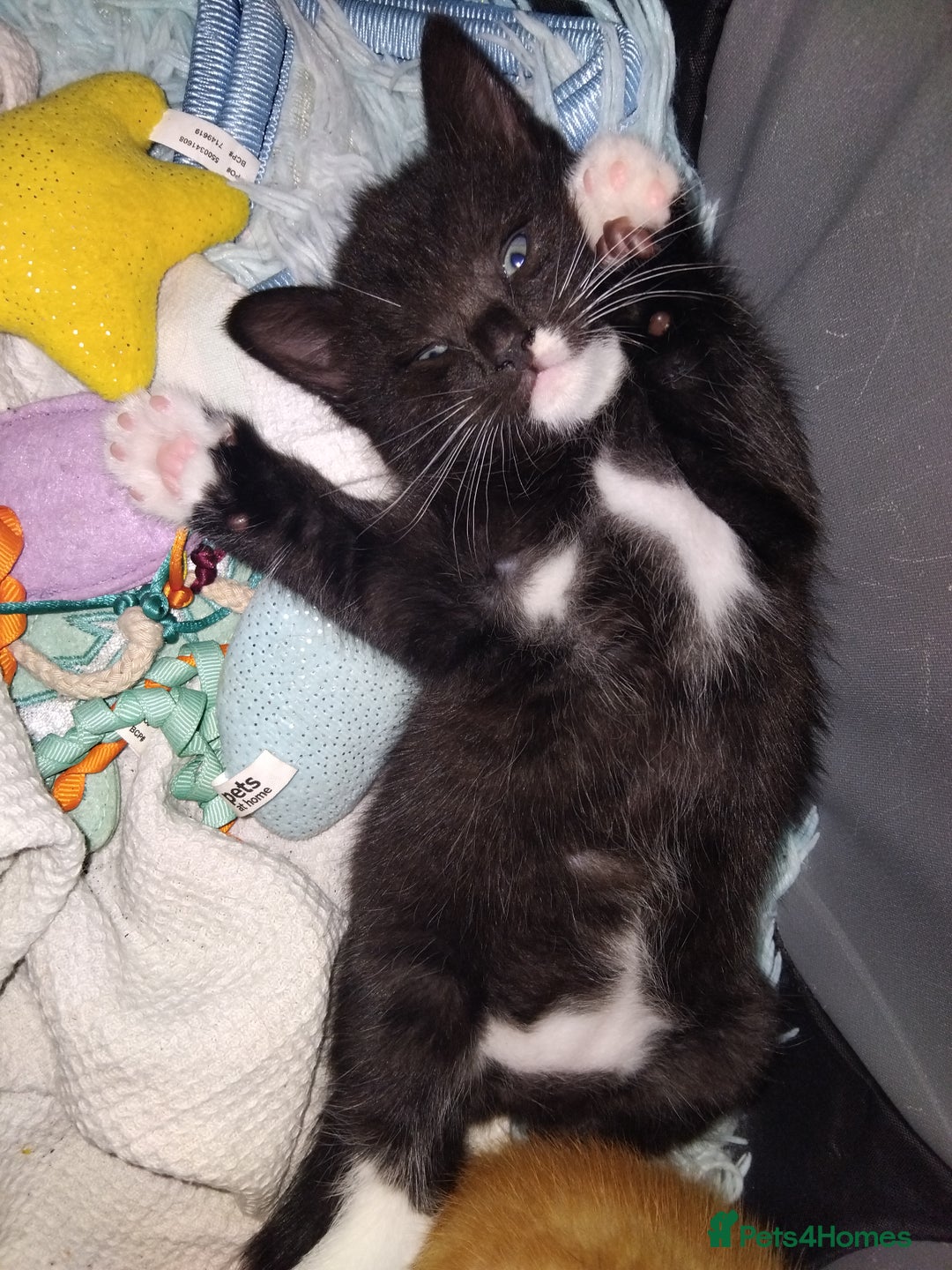 Mixed Breed cats for sale: Black & White female  - Image 3