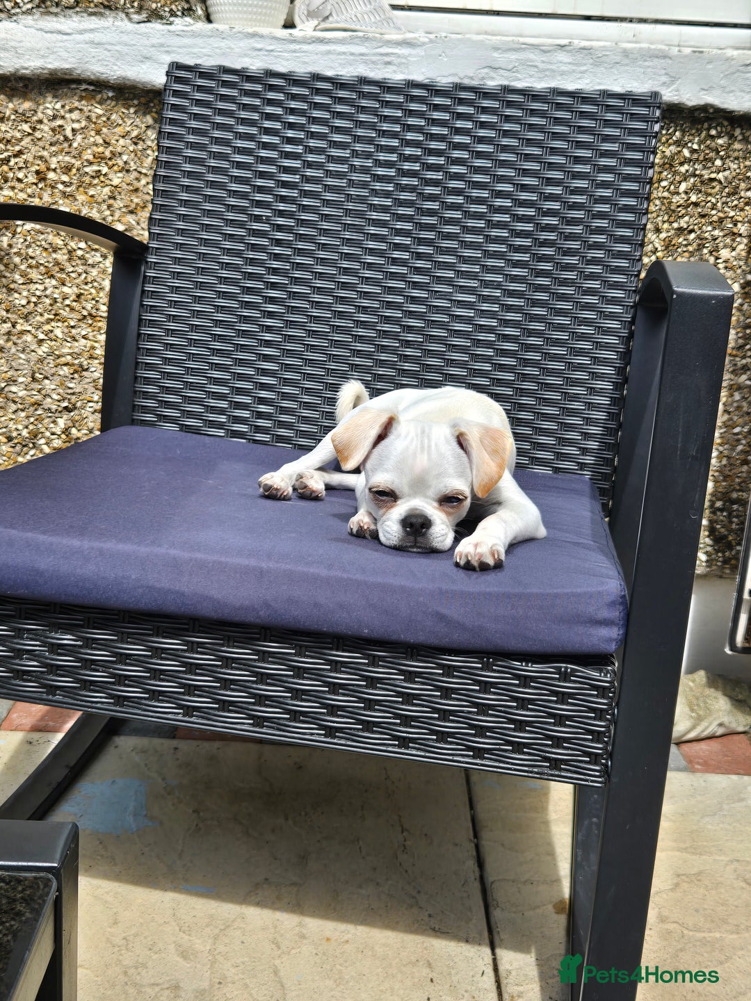 Chug dogs for stud: Zues McDonald - Advert 7