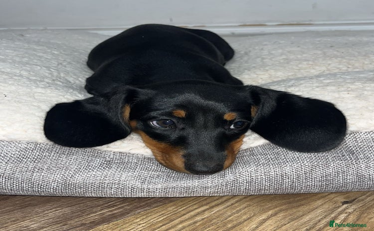 Miniature Dachshund dogs - Advert 2