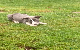 Border Collie dogs for sale: Border collie puppies - Image 3