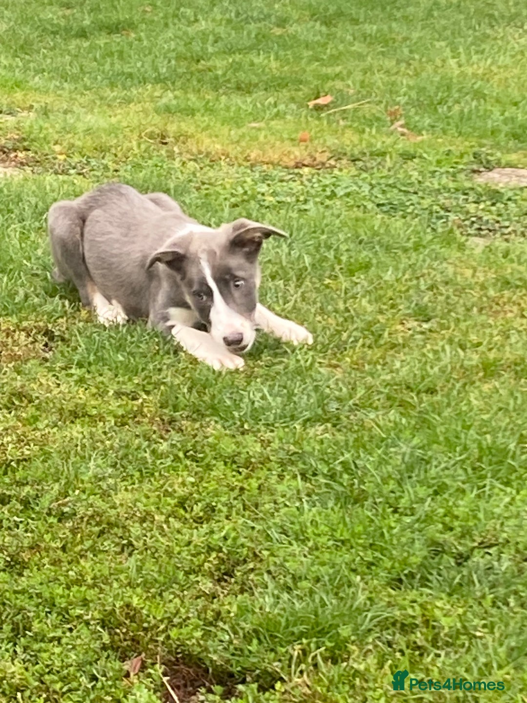 Border Collie dogs for sale: Border collie puppies - Image 3