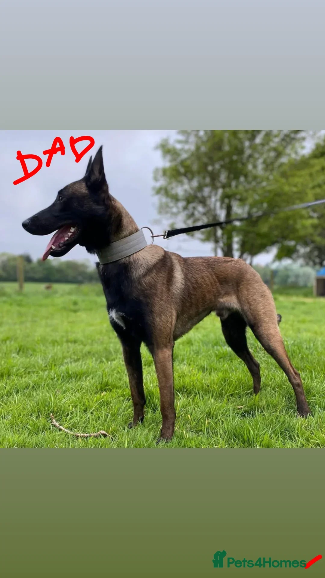 Belgian Shepherd Dog dogs for sale: Belgium malanios puppy for sale  - Image 11