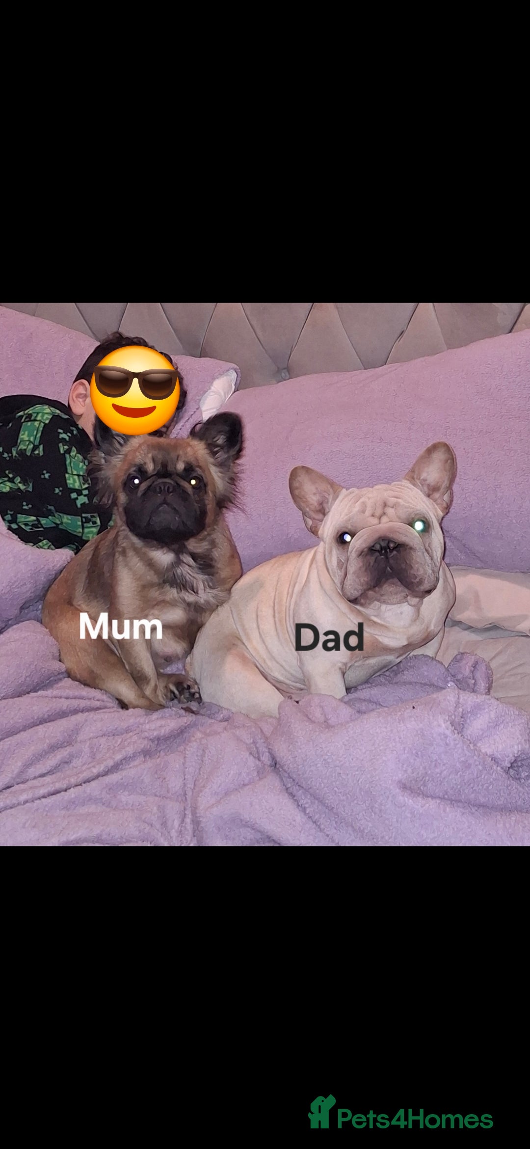 French Bulldog dogs for sale:  Pink Gene / fluffy french bulldog puppies - Advert 2