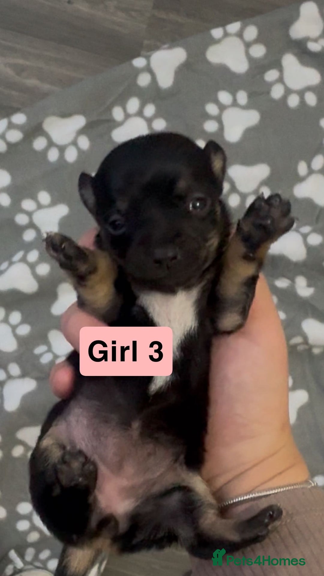 Chihuahua dogs for sale: X7 chihuahua puppies  - Image 5