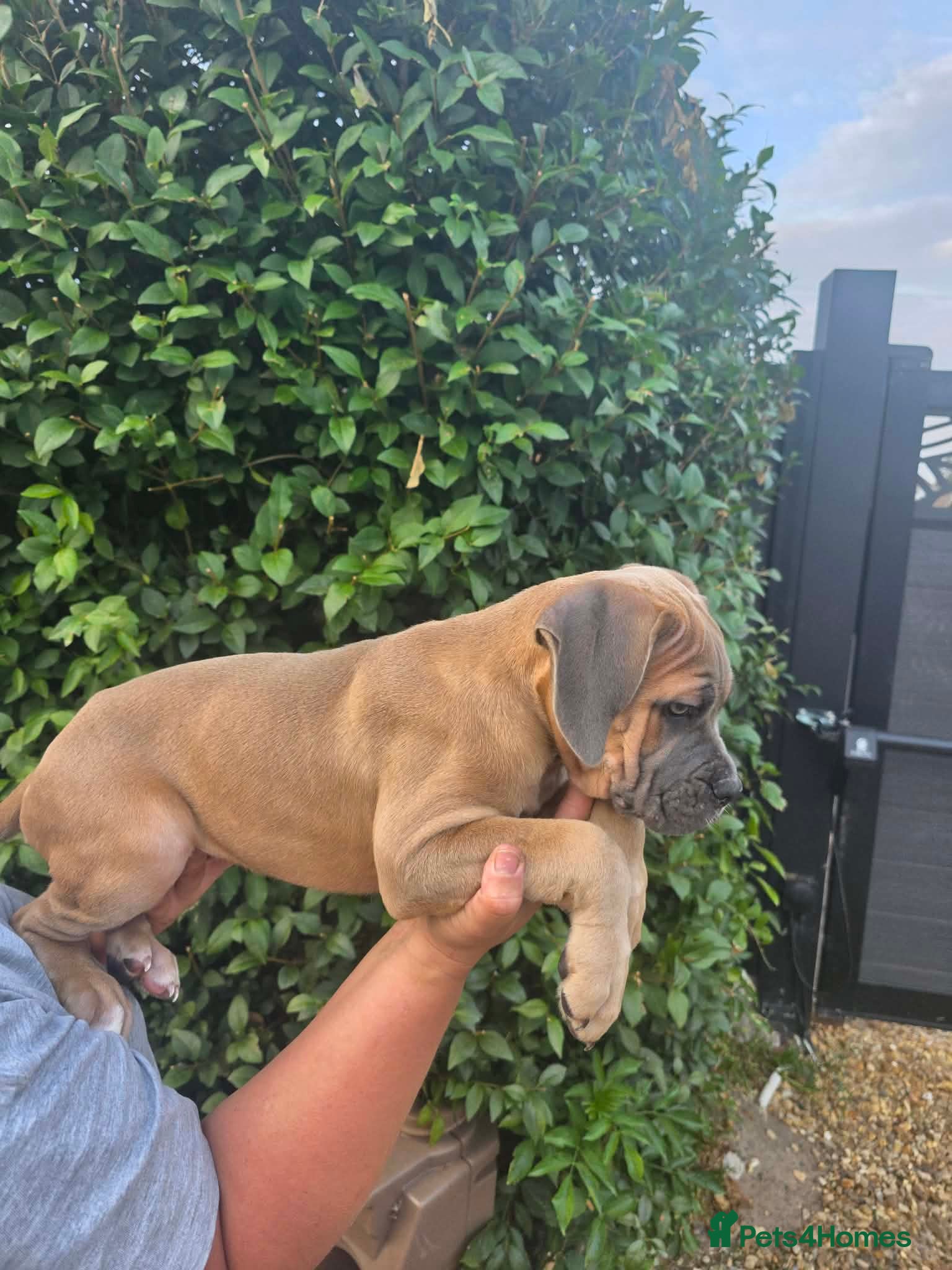 Cane Corso dogs Last 3 left looking for their forever 🏡!🥰 - Advert 2
