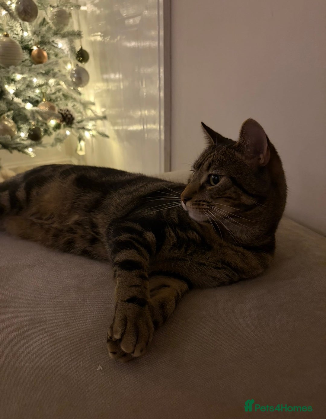 Mixed Breed cats for sale: Milo  - Advert 2