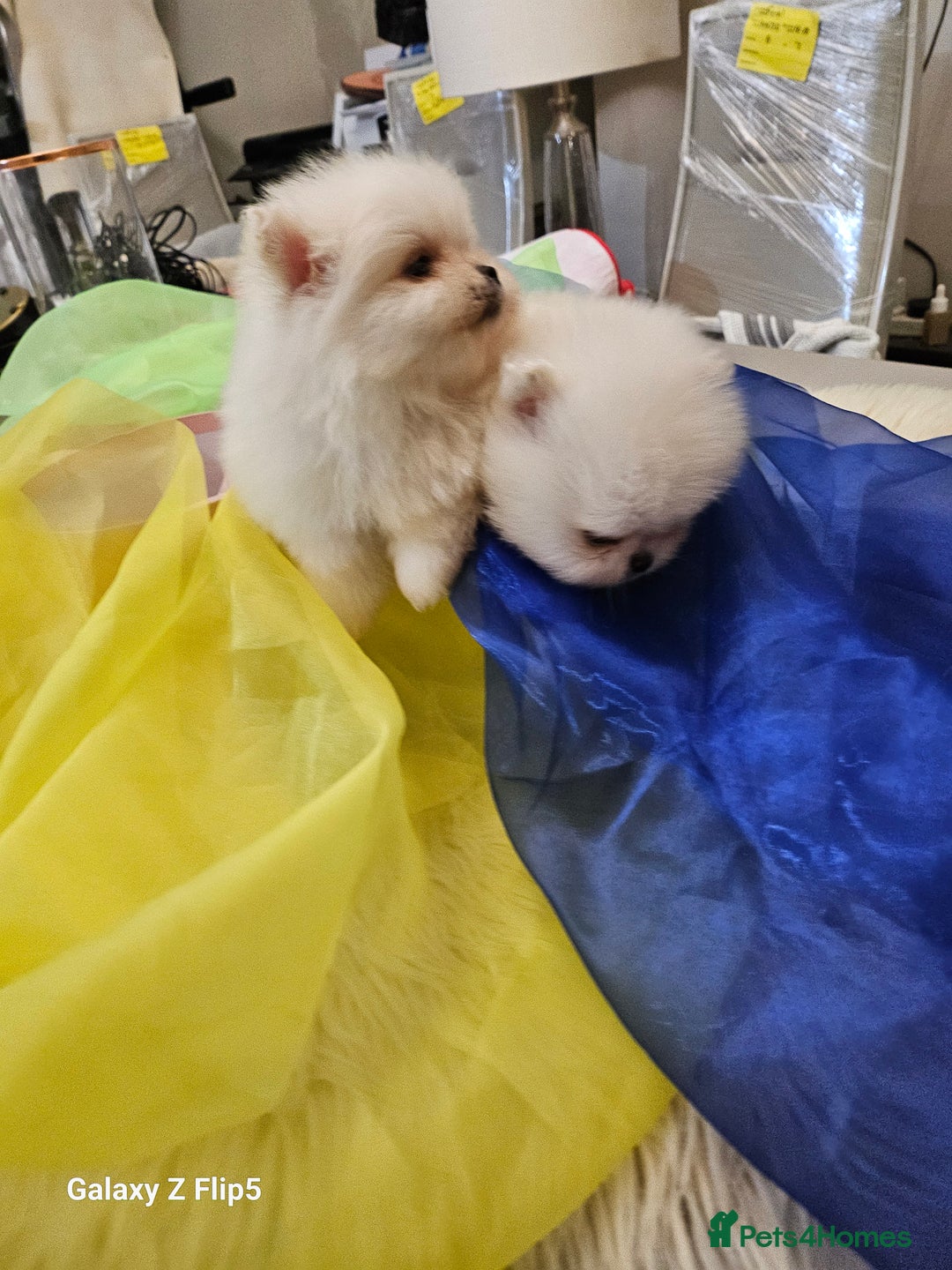 Pomeranian dogs for sale: 2 white boys - Advert 6