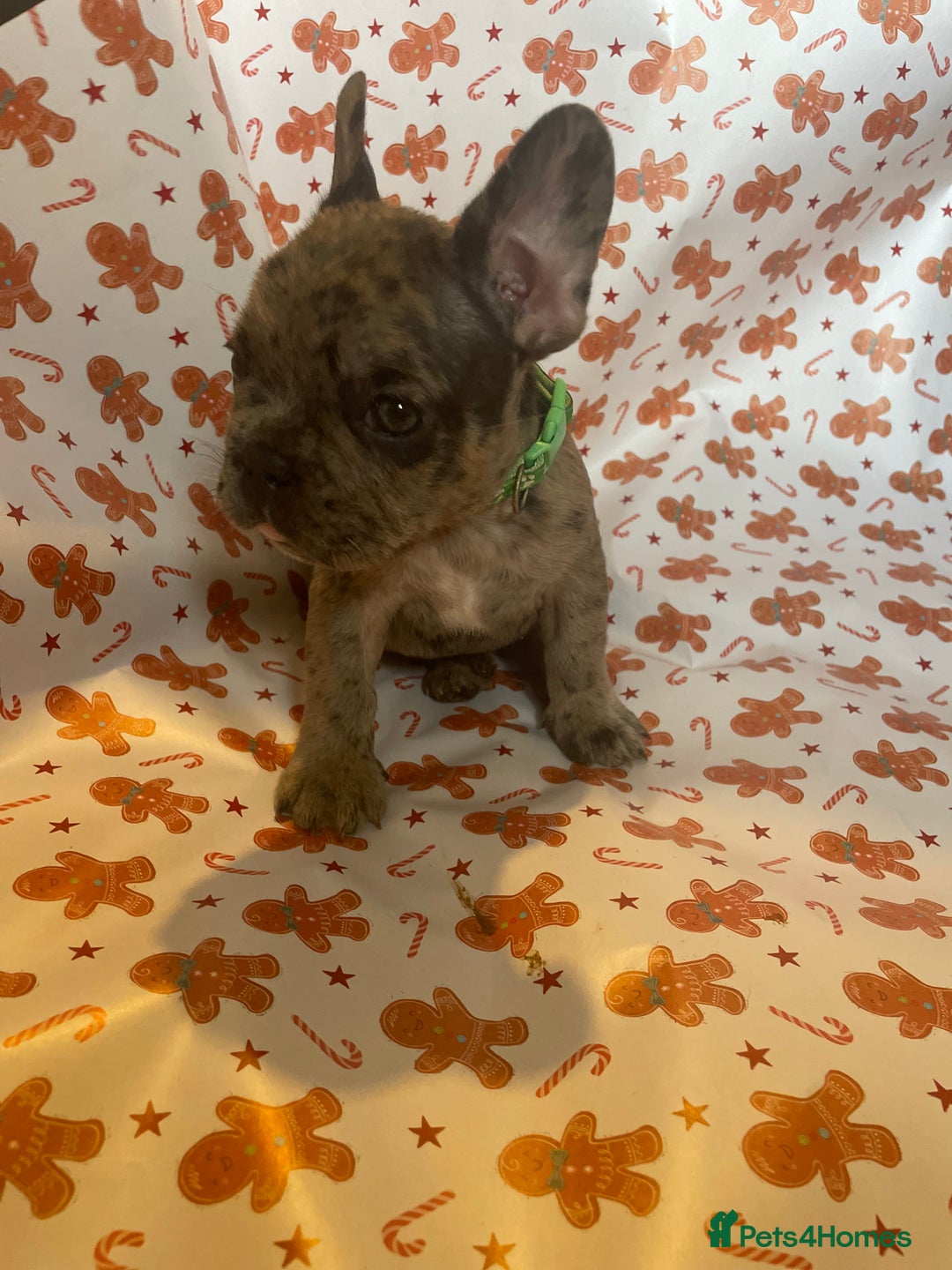 French Bulldog dogs for sale: French Bulldog Puppies - Advert 5