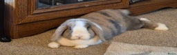 English Lop rabbits for sale: Female Lop Rabbit  - Advert 2
