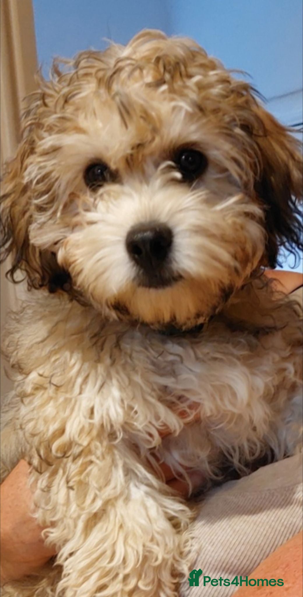 Cavapoochon dogs Cavapoochon 5 months old - Advert 11