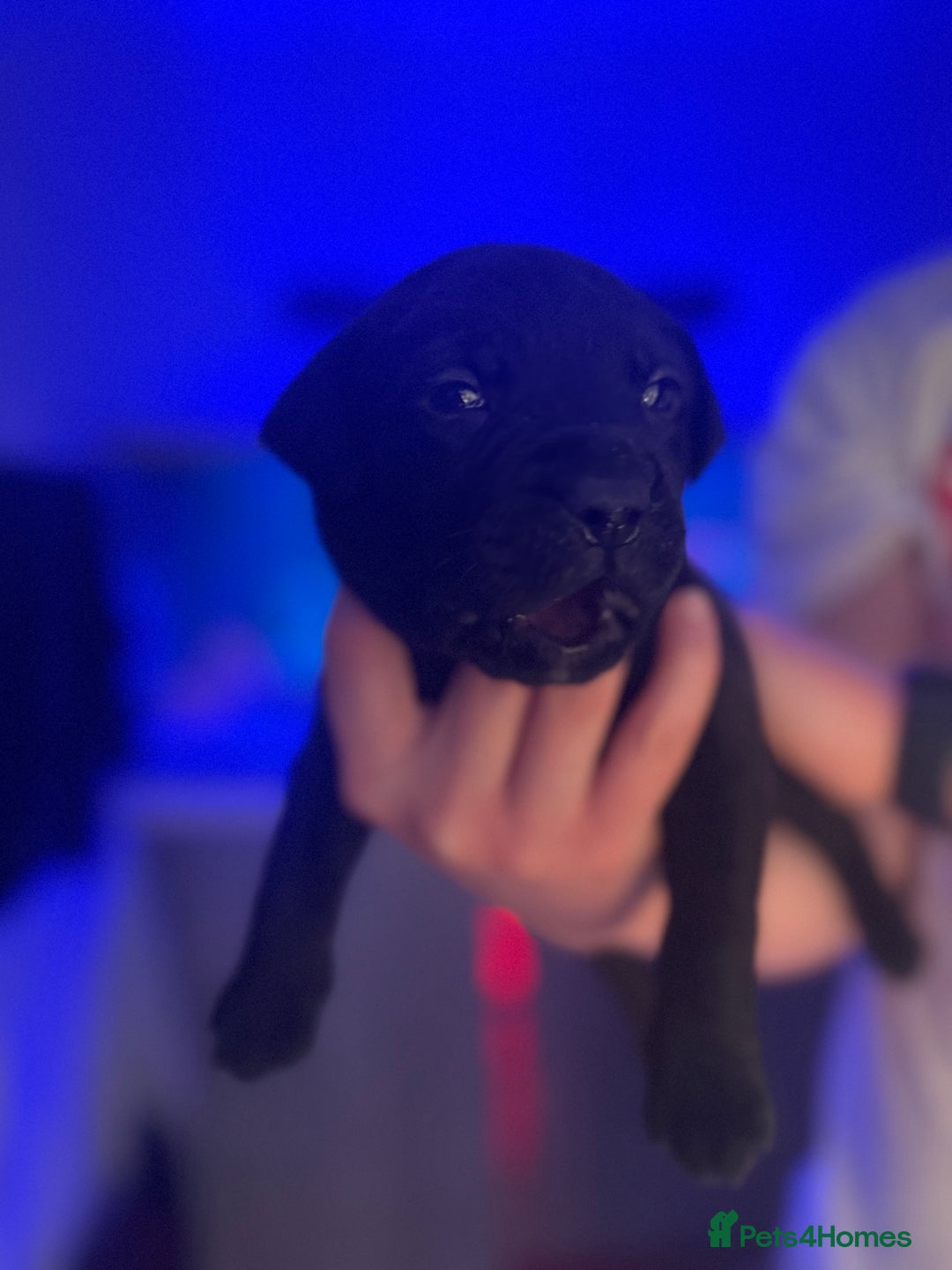 Mixed Breed dogs for sale: Beautiful Labrador cross puppies🐶 - Image 3