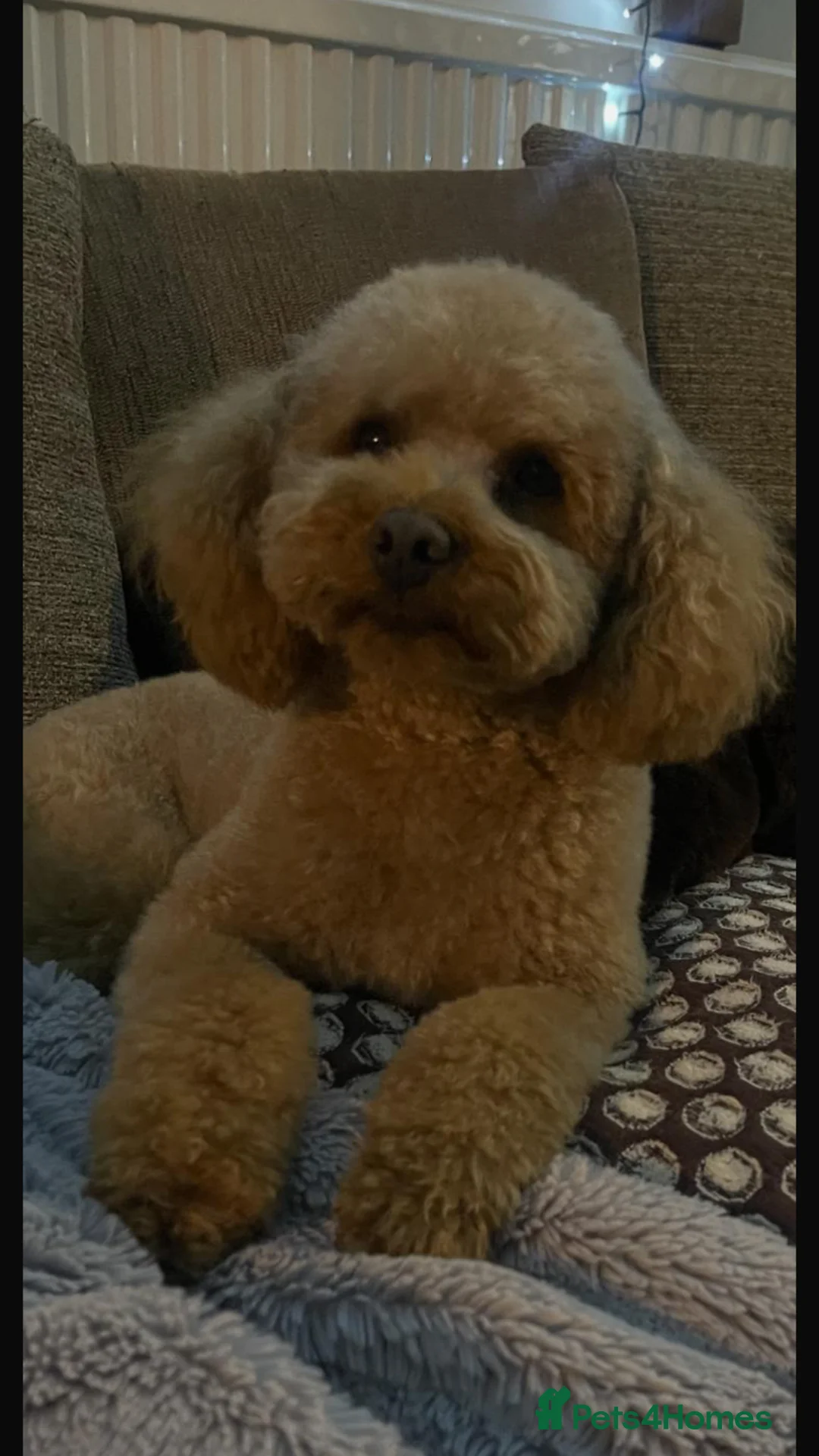 Toy Poodle dogs for stud: Proven Toy Poodle For Stud - Advert 2