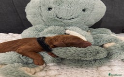 Cockapoo dogs for sale: Gorgeous Fox red F1B cockapoos - Image 11