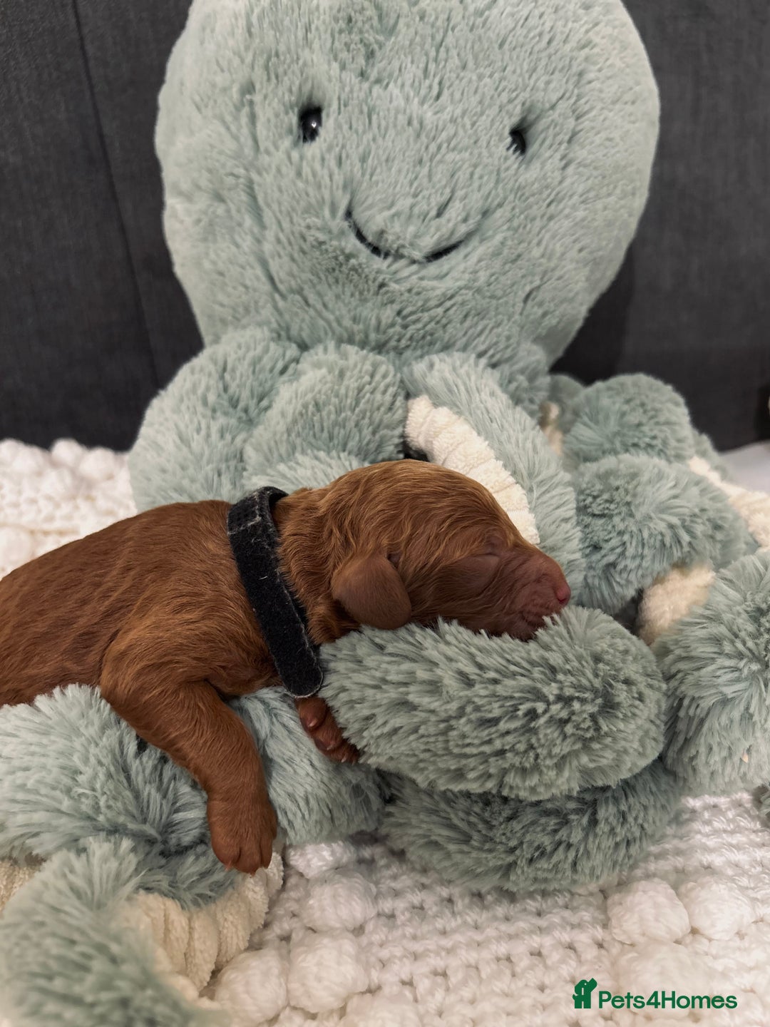Cockapoo dogs for sale: Gorgeous Fox red F1B cockapoos - Image 11