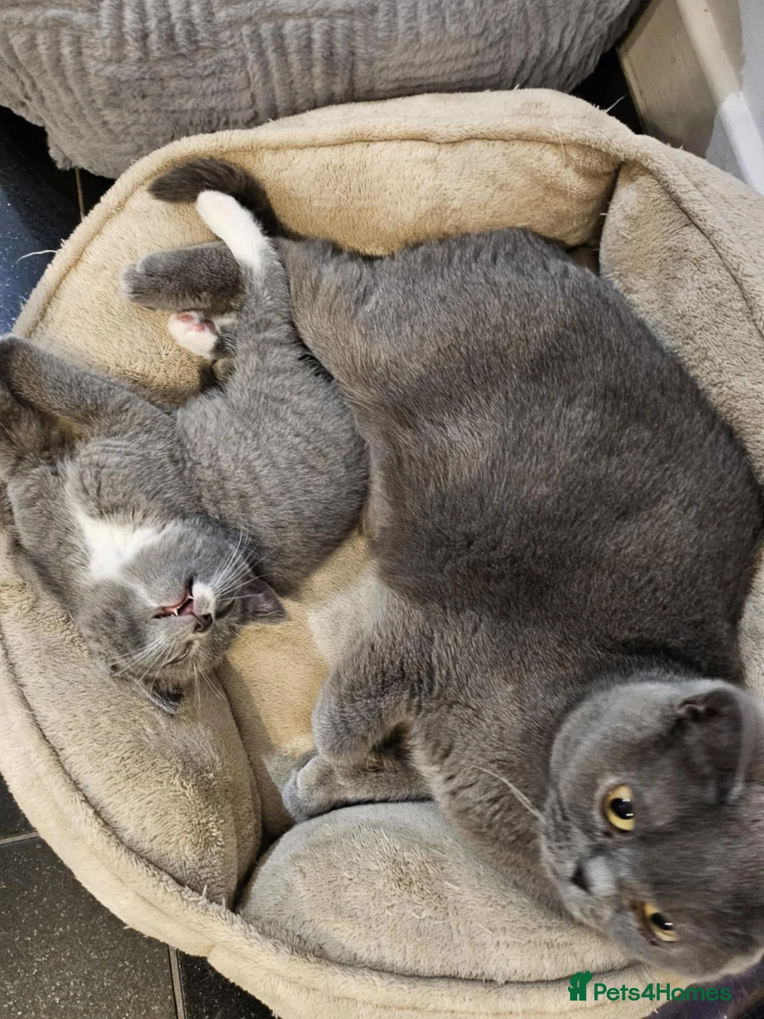 Mixed Breed cats for sale: Two beautiful mixed with British shorthairs  in Basildon - Advert 6