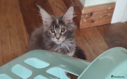 Maine Coon cats for sale: Maine Coon Kitten 3 - Fully health tested and Tica registered  - Image 27