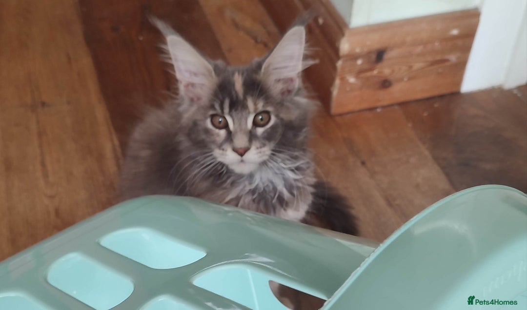 Maine Coon cats for sale: Maine Coon Kitten 3 - Fully health tested and Tica registered  - Image 27