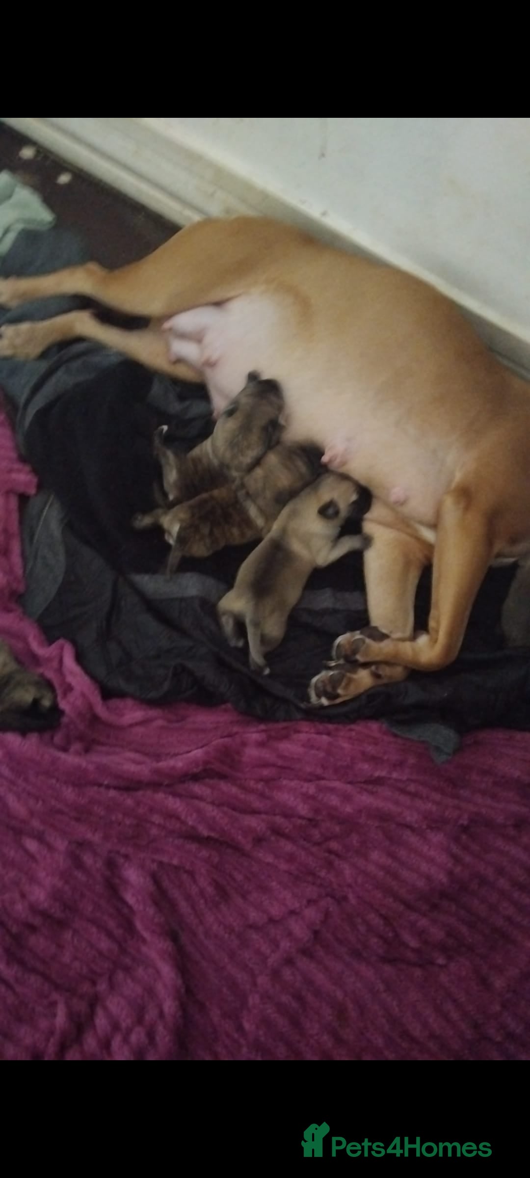 Mixed Breed dogs for sale: Bridle Staffie Cross Rotterman puppies - Image 6