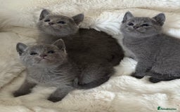 Russian Blue cats for sale: GCCF RUSSIAN BLUE KITTENS  💙🩷🐾 in Manchester - Image 22