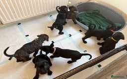 Mixed Breed dogs for sale: Cane Corso x boerboel  - Image 20