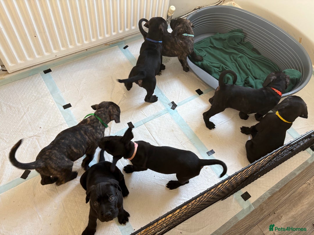 Mixed Breed dogs for sale: Cane Corso x boerboel  - Image 20