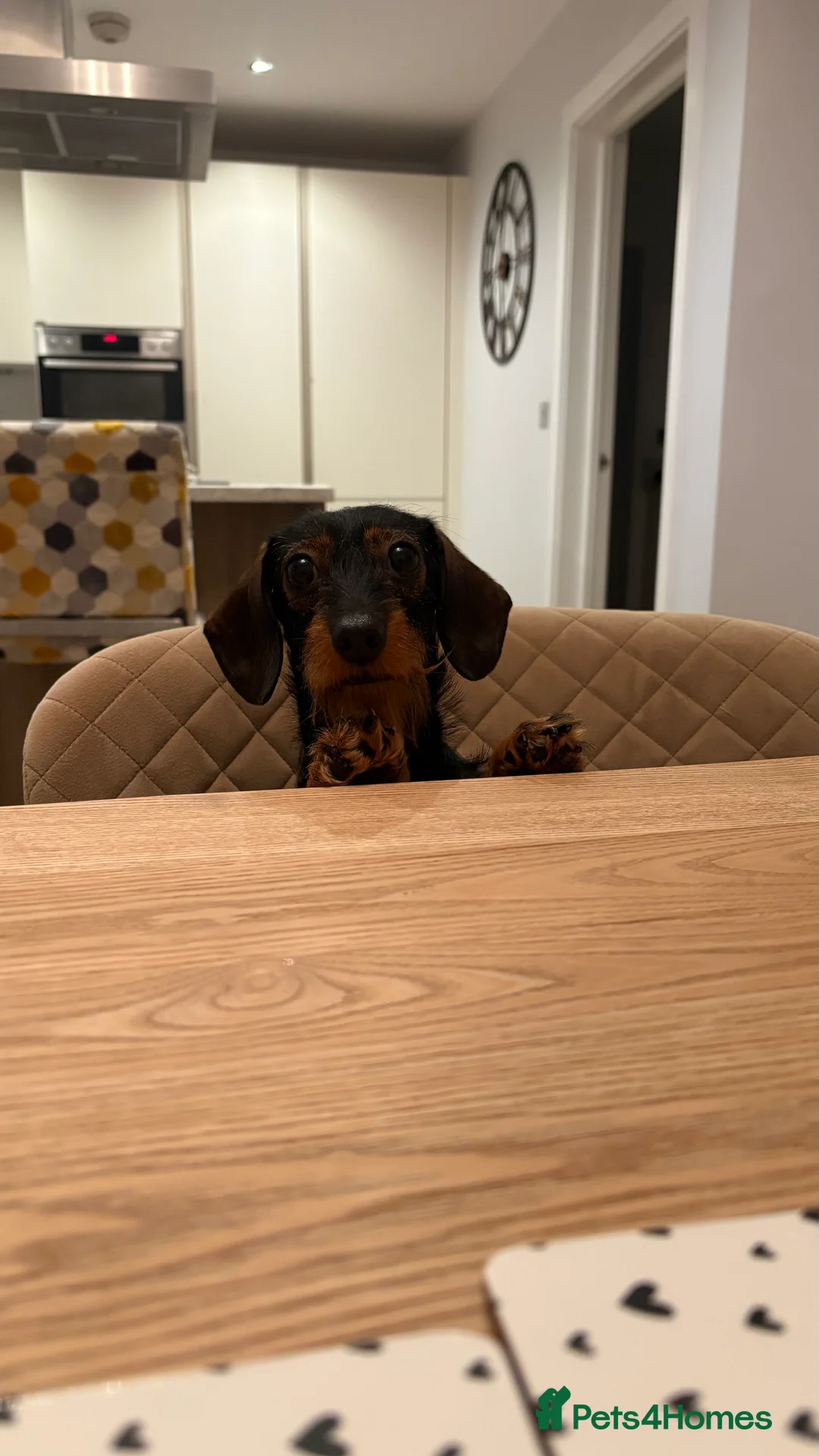 Miniature Dachshund dogs for sale: Beautiful Miniature Wirehaired Dachshund Puppies  - Advert 2