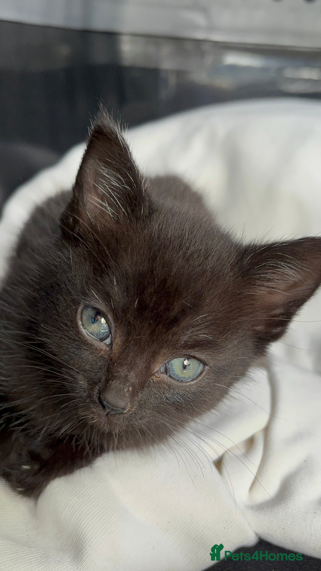 Mixed Breed cats for sale: 8 Week Old Female Kitten - Image 3