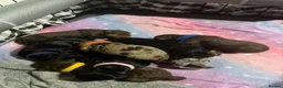 Cavapoochon dogs for sale: Beautiful health tested Cavapoo puppies - Advert 12