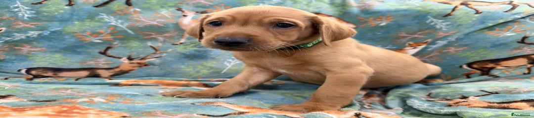 Mousetrap - green Collar