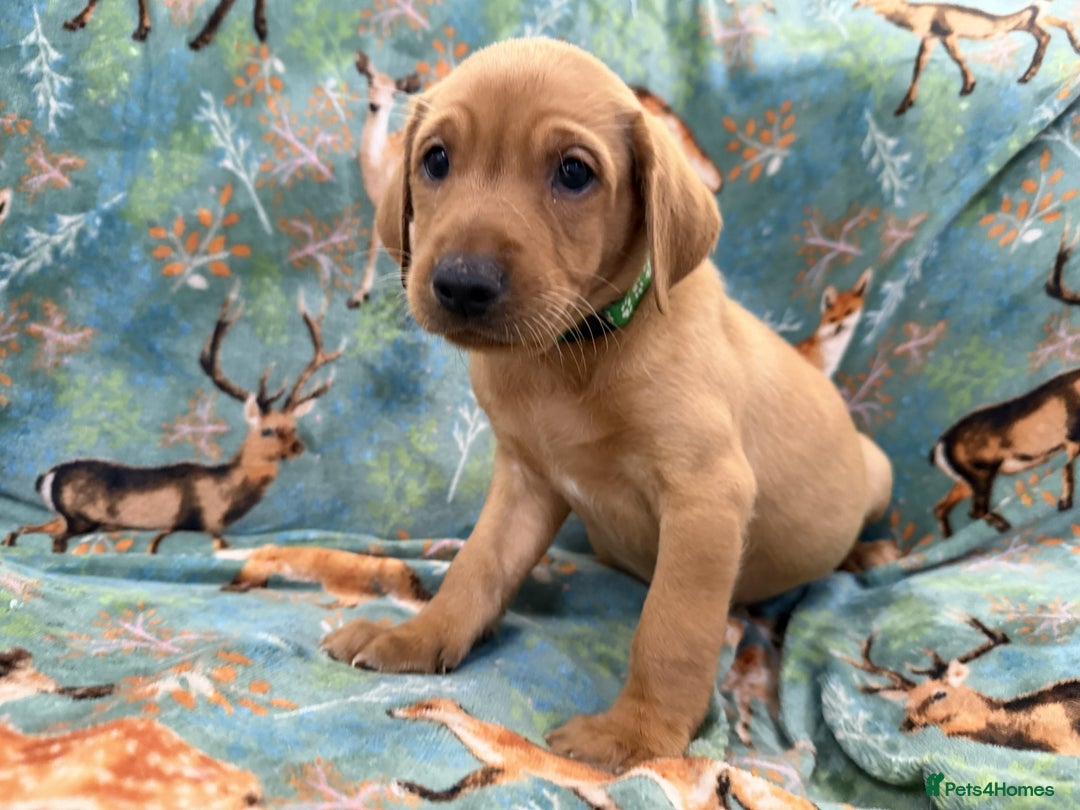 Labrador Retriever dogs for sale: KC Registered Labrador Puppies - Call  **  - Image 31