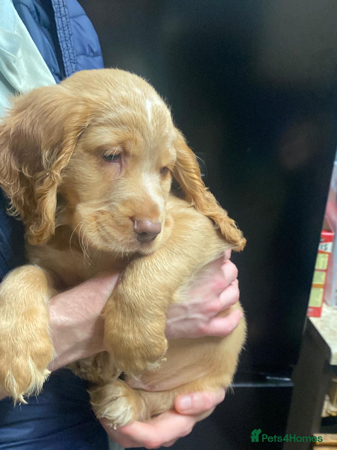Cocker Spaniel dogs for sale: Stunning cocker spaniel puppies 2 boys left  - Advert 10