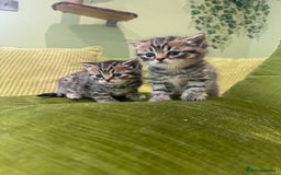 British Shorthair cats for sale: British short hair / Scottish striaght  - Image 4