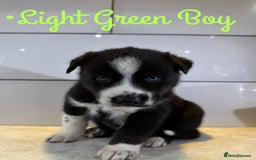 Siberian Husky dogs for sale: Husky Puppies 🩵🩷 - Image 16