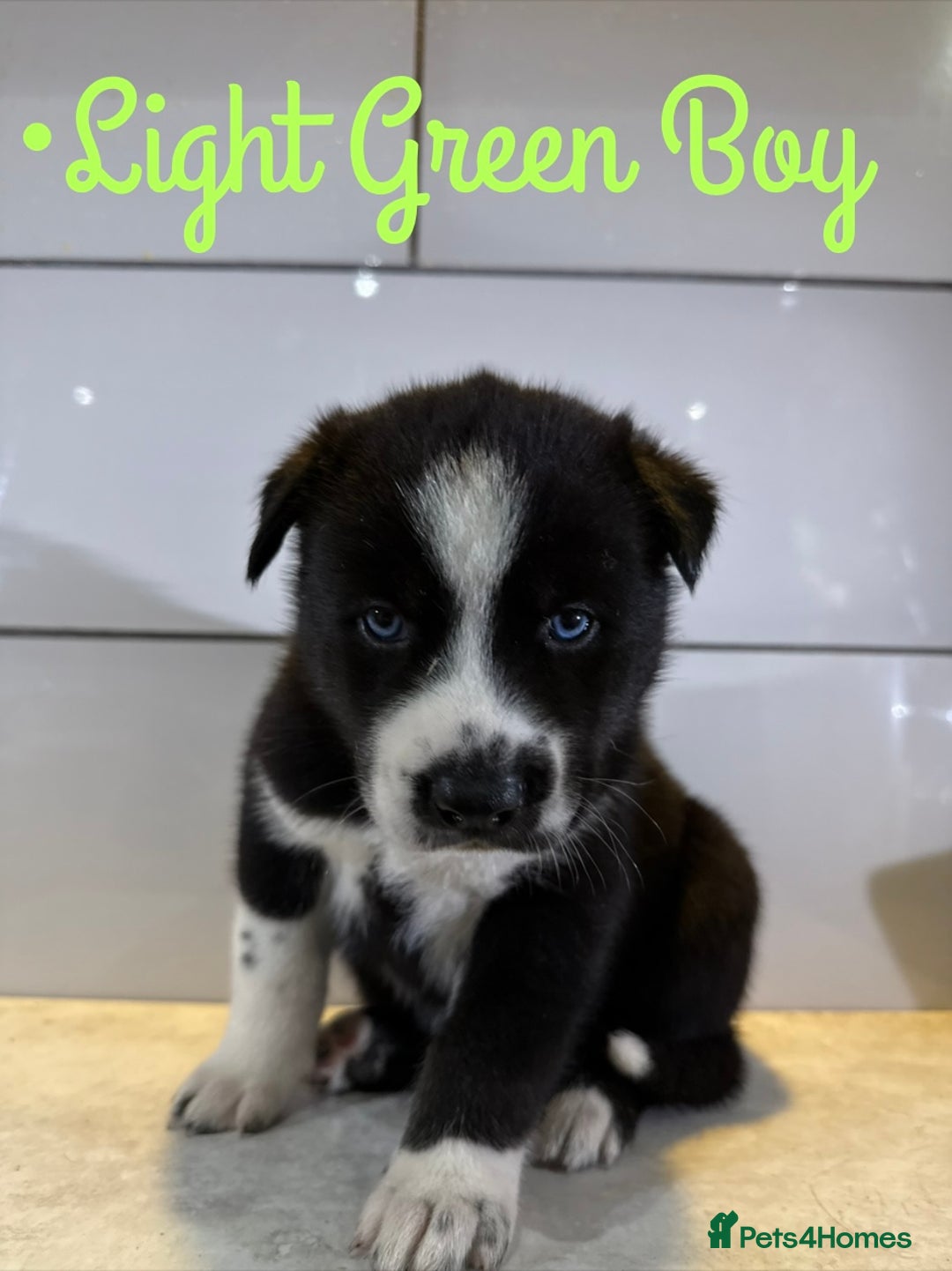 Siberian Husky dogs for sale: Husky Puppies 🩵🩷 - Image 16
