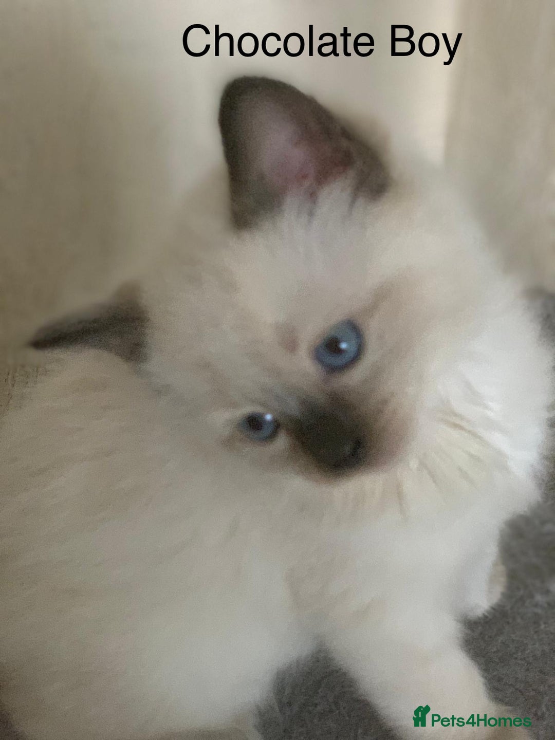Ragdoll cats for sale: ❗️Charming Pure Ragdoll Kittens waiting love ❤️❗️ - Advert 23