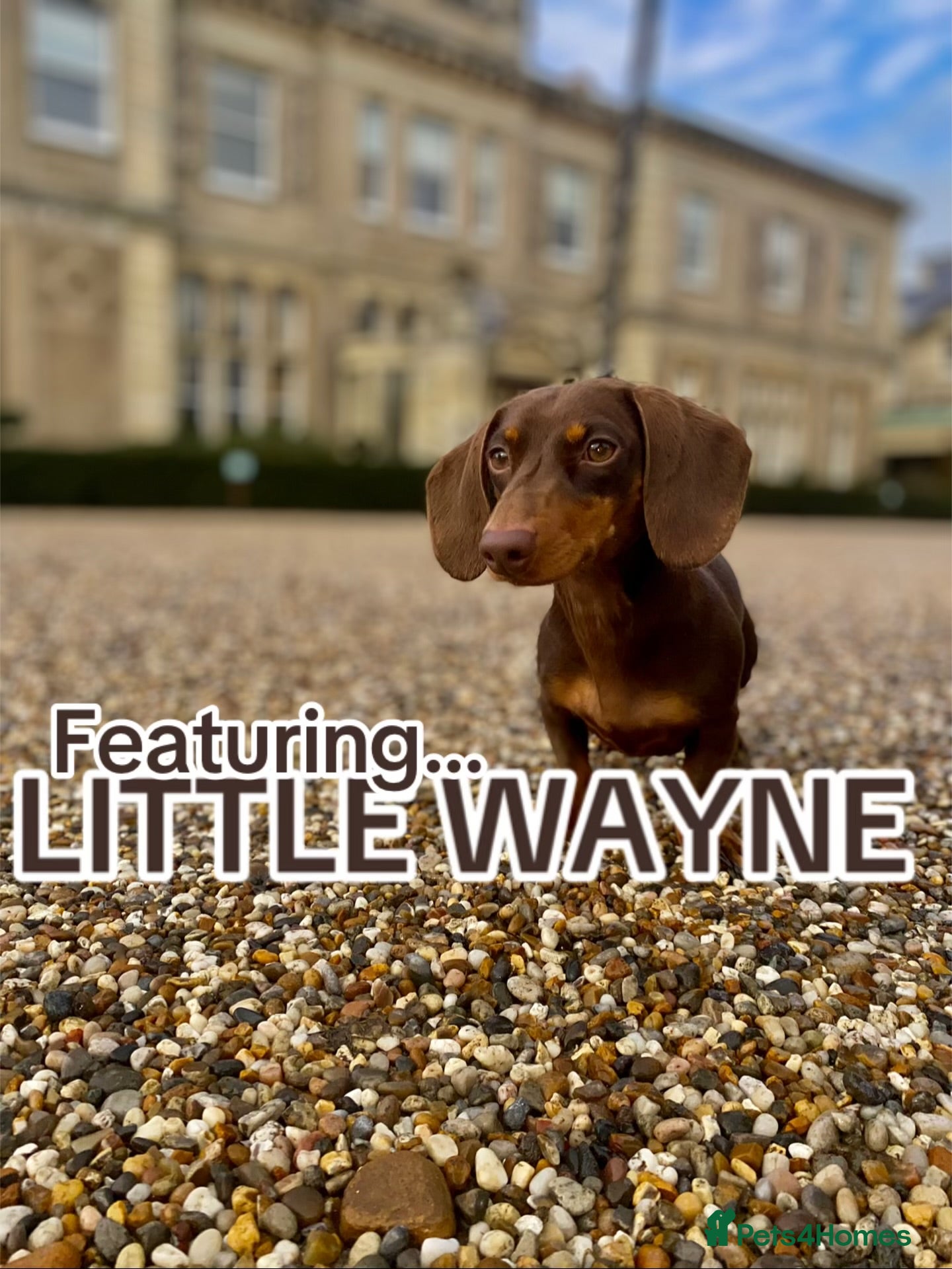 Dachshund dogs MINIATURE STUD   - Advert 2