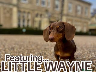 Dachshund dogs MINIATURE STUD - Advert 2