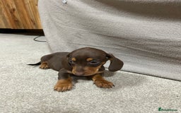 Miniature Dachshund dogs for sale: Stunning pure miniature dachshunds - Image 10