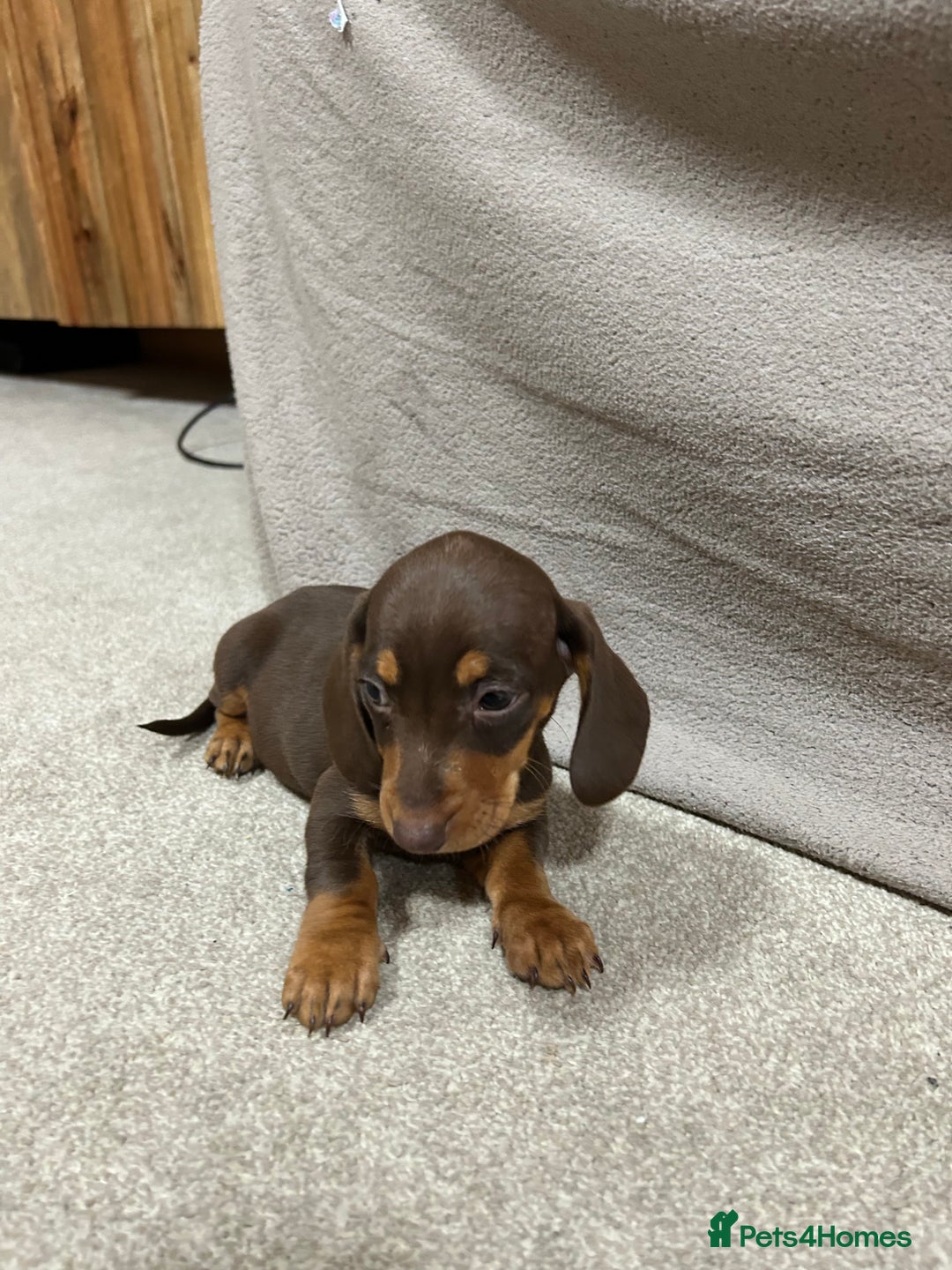 Miniature Dachshund dogs for sale: Stunning pure miniature dachshunds - Image 10