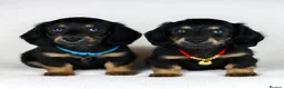 Miniature Dachshund dogs for sale: Long haired Miniature Dachshunds - BLACK & CREAM  - Advert 2