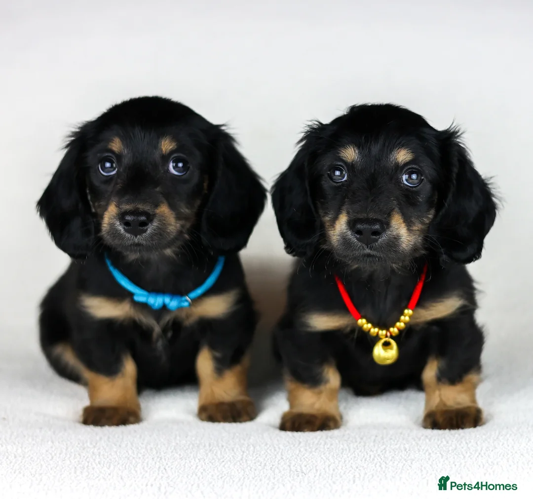 Miniature Dachshund dogs for sale: Long haired Miniature Dachshunds - BLACK & CREAM  - Advert 2