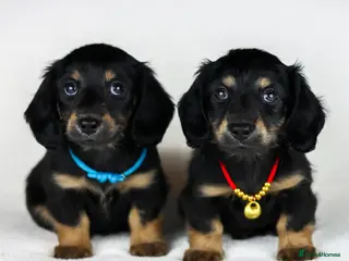 Miniature Dachshund dogs Long haired Miniature Dachshunds - BLACK & CREAM - Advert 17