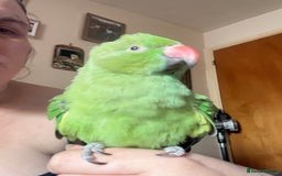 Ringnecks birds for sale: Handreared and Tame baby Indian ringneck - Image 5