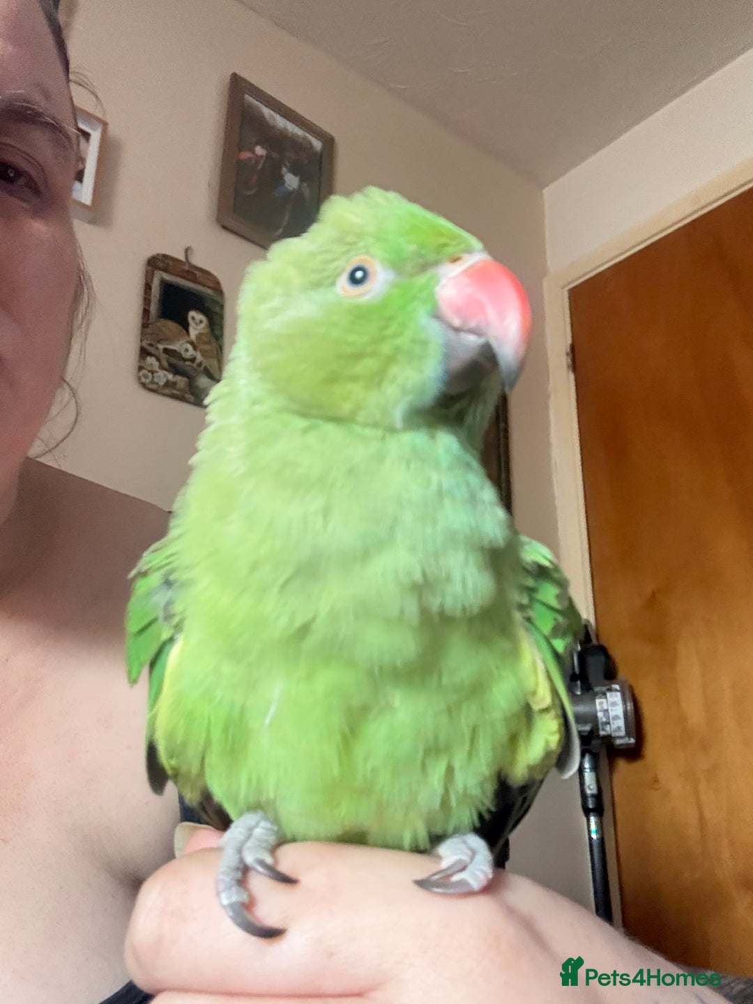 Ringnecks birds for sale: Handreared and Tame baby Indian ringneck - Image 5