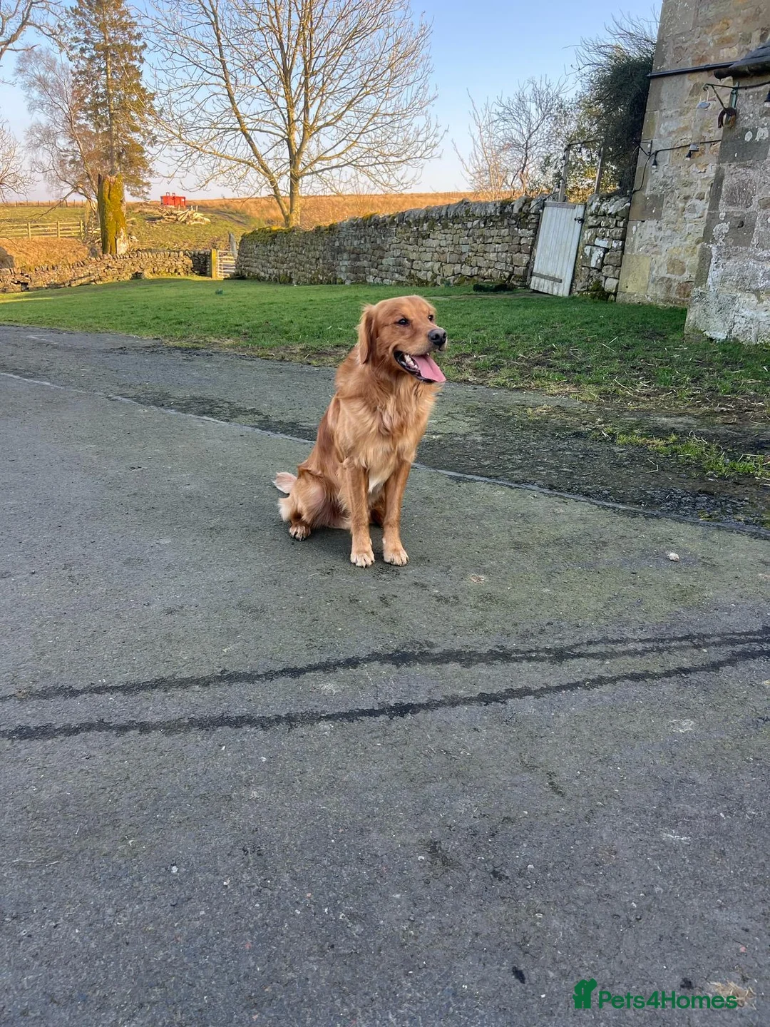 Golden Retriever dogs for sale: Beautiful Trained Golden Retriever  - Advert 8
